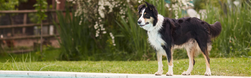 Découvrez notre gamme</br>DERMATOLOGIE CHIEN